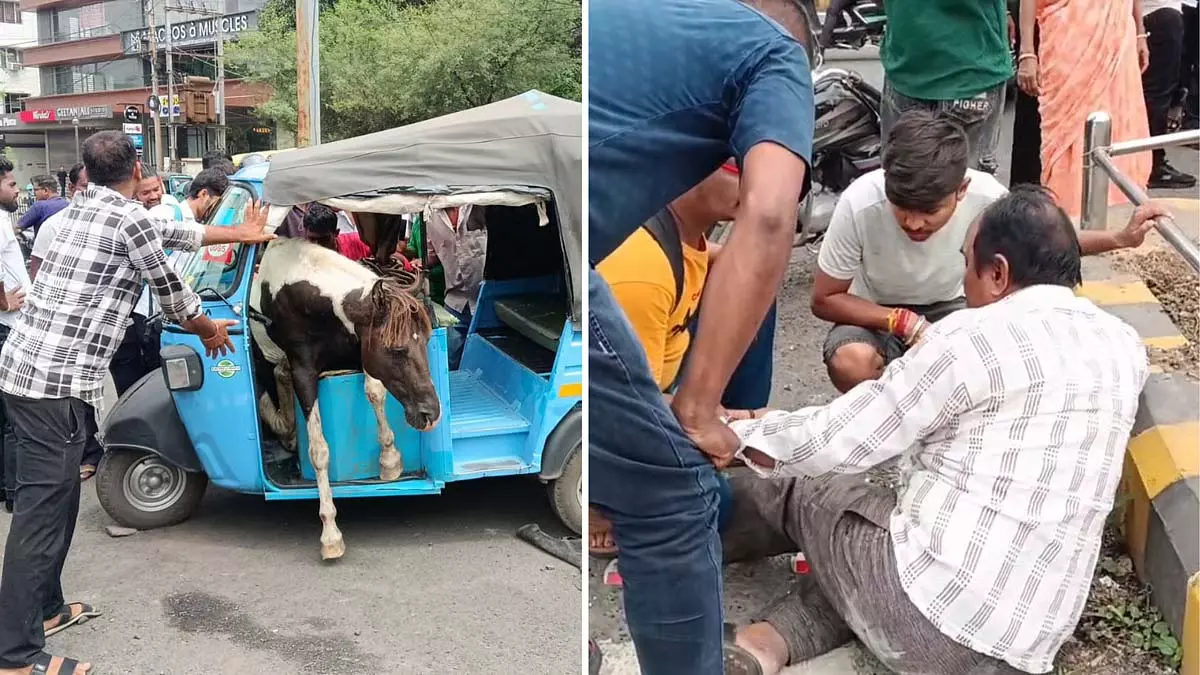 लड़ता हुआ घोड़ा ऑटो-रिक्शा से टकराया, फँस गया; 2 यात्री घायल लड़ता हुआ घोड़ा ऑटो-रिक्शा से टकराया, फँस गया; 2 यात्री घायल