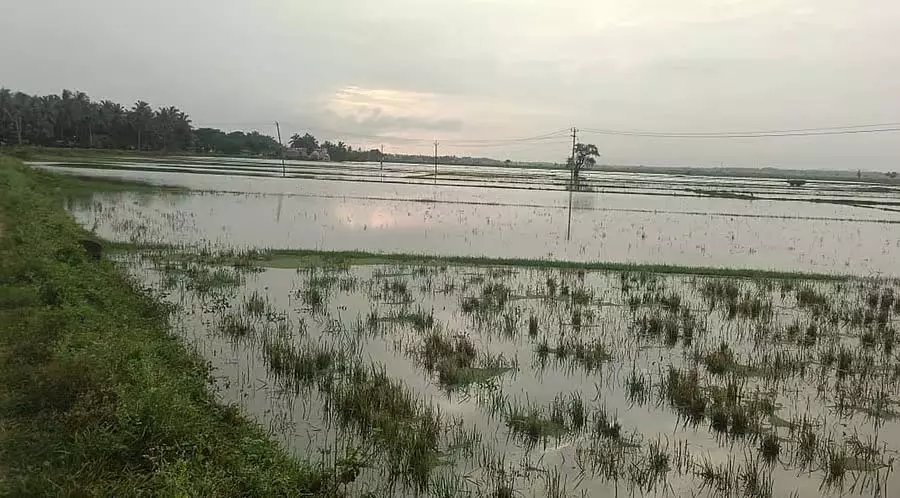 फूलों की नाव: ब्यालाहुंसी में धान के खेत जलमग्न फूलों की नाव: ब्यालाहुंसी में धान के खेत जलमग्न
