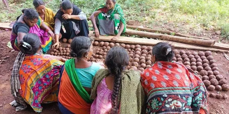 आदिवासी महिलाएं वनों को पुनर्जीवित करने के लिए बीज गेंदों का इस्तेमाल करेंगी आदिवासी महिलाएं वनों को पुनर्जीवित करने के लिए बीज गेंदों का इस्तेमाल करेंगी