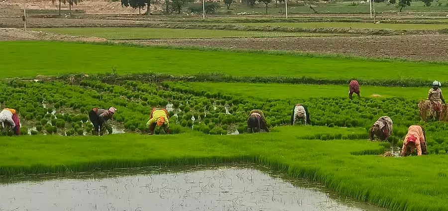धान की रोपाई तेज़; पौधों की मांग ज़्यादा धान की रोपाई तेज़; पौधों की मांग ज़्यादा