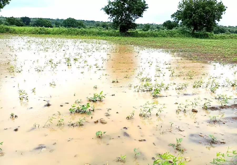 Chittapur : बारिश से किसानों के चेहरे पर मुस्कान Chittapur : बारिश से किसानों के चेहरे पर मुस्कान
