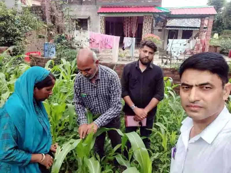 Kangra में सिमियन का खतरा, फॉल आर्मीवर्म ने मक्के को नुकसान पहुंचाया Kangra में सिमियन का खतरा, फॉल आर्मीवर्म ने मक्के को नुकसान पहुंचाया