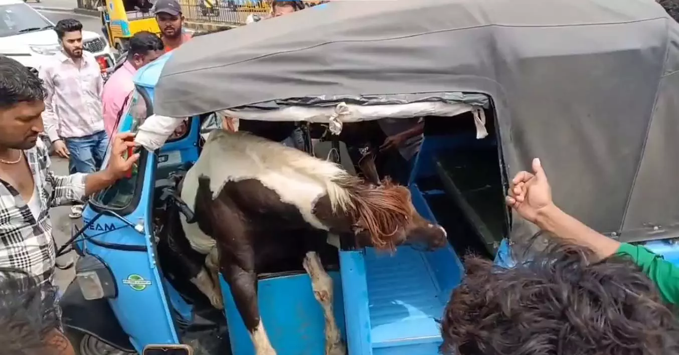 दो घोड़ों में हुई लड़ाई, एक घोड़ा भागा फिर ऑटो में जा घुसा, देखें VIDEO... दो घोड़ों में हुई लड़ाई, एक घोड़ा भागा फिर ऑटो में जा घुसा, देखें VIDEO...