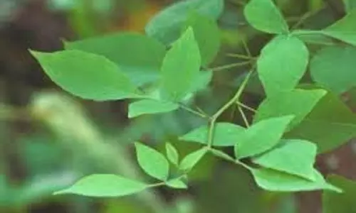 Health: रोजाना खाली पेट करें बेलपत्र का सेवन, डायबिटीज से लेकर पाचन तक मिलेंगे कई फायदे