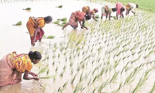Raigarh : पीएमएफबीवाई खरीफ-रबी 2025 फसल बीमा अब खुला Raigarh : पीएमएफबीवाई खरीफ-रबी 2025 फसल बीमा अब खुला