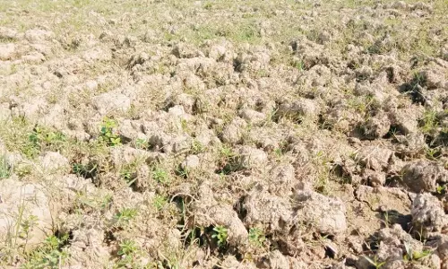 Assam: कम वर्षा से सूखे जैसी स्थिति उत्पन्न