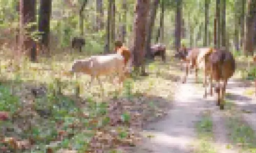 Karnataka: मंत्री ने अधिकारियों को जंगलों में मवेशियों के चरने पर प्रतिबंध लगाने का निर्देश दिया