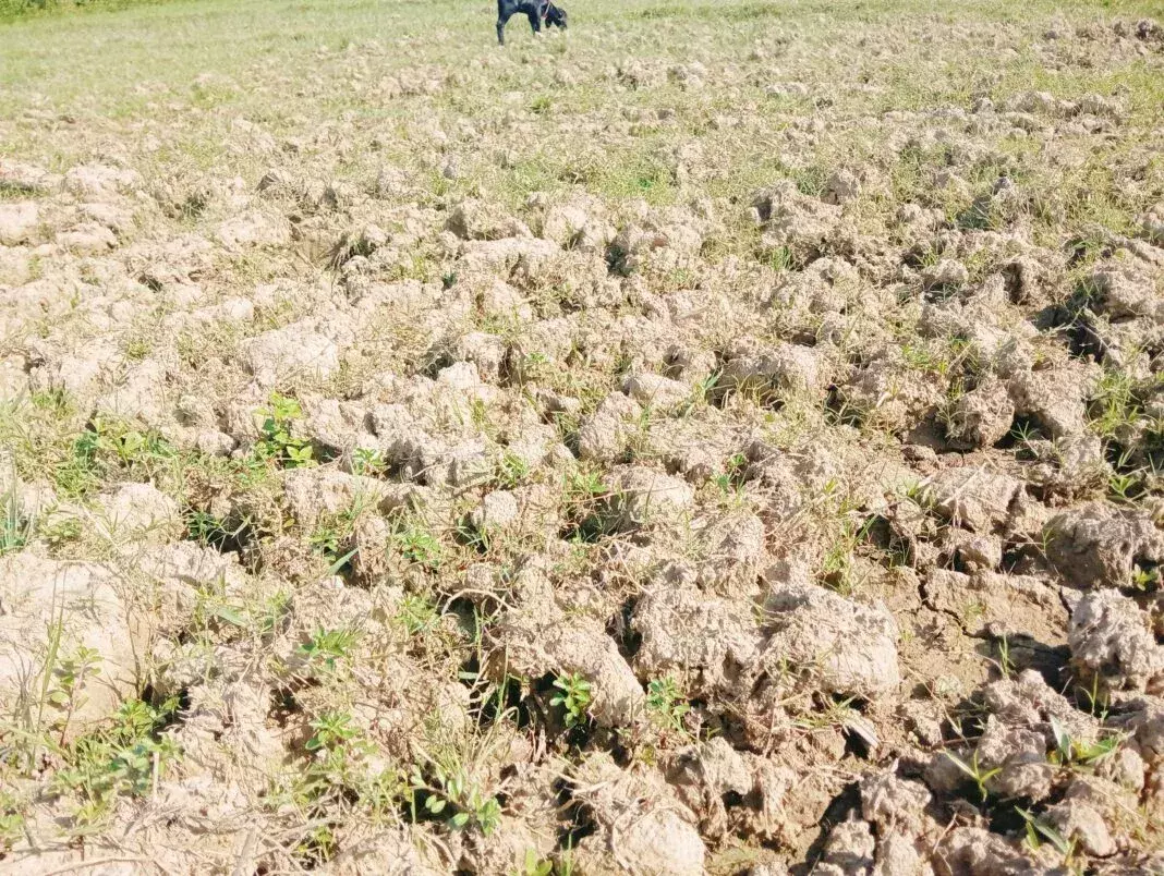 Assam: कम वर्षा से सूखे जैसी स्थिति उत्पन्न Assam: कम वर्षा से सूखे जैसी स्थिति उत्पन्न