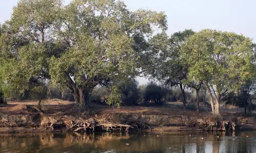 Haryana : व्याख्या करोड़ों खर्च, लेकिन हरियाणा में वन क्षेत्र में मामूली वृद्धि Haryana : व्याख्या करोड़ों खर्च, लेकिन हरियाणा में वन क्षेत्र में मामूली वृद्धि