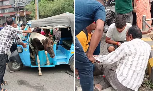 लड़ता हुआ घोड़ा ऑटो-रिक्शा से टकराया, फँस गया; 2 यात्री घायल
