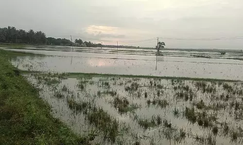 फूलों की नाव: ब्यालाहुंसी में धान के खेत जलमग्न
