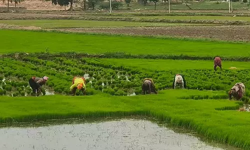 धान की रोपाई तेज़; पौधों की मांग ज़्यादा