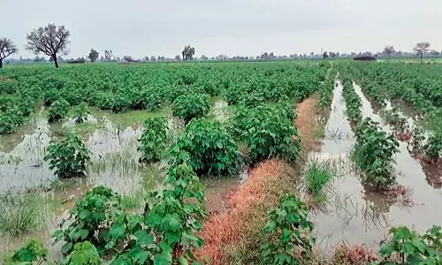 सिरसा में 2 हजार एकड़ में बाढ़, कपास की फसल बर्बाद, किसानों ने की विशेष गिरदावरी की मांग