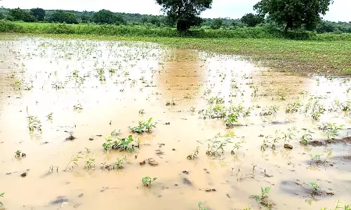 Chittapur : बारिश से किसानों के चेहरे पर मुस्कान Chittapur : बारिश से किसानों के चेहरे पर मुस्कान
