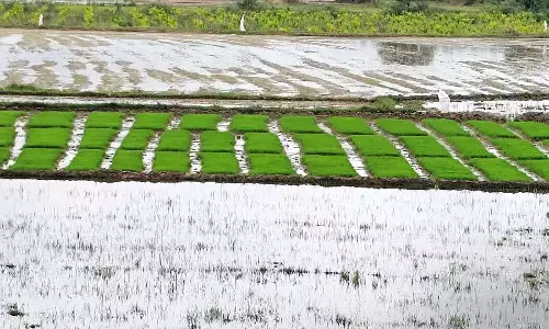Alur : चावल की पौध रोपने की तैयारियां जोरों पर