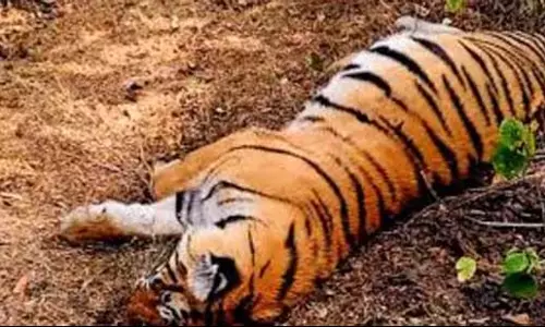 सुप्रीम कोर्ट ने कर्नाटक सरकार से बाघ मौतों पर सफाई मांगी