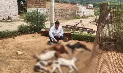 नूंह गांव में तेंदुए ने 6 बकरियों को मार डाला, वन टीम ने की पुष्टि