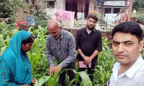 Kangra में सिमियन का खतरा, फॉल आर्मीवर्म ने मक्के को नुकसान पहुंचाया