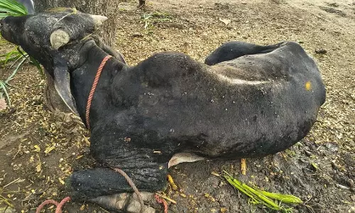 पुणे में लम्पी स्किन डिजीज के 906 मामले दर्ज; जिला कलेक्टर ने सख्त नियंत्रण उपायों के आदेश दिए