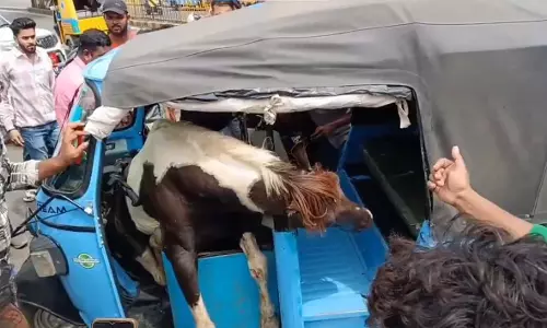 दो घोड़ों में हुई लड़ाई, एक घोड़ा भागा फिर ऑटो में जा घुसा, देखें VIDEO...