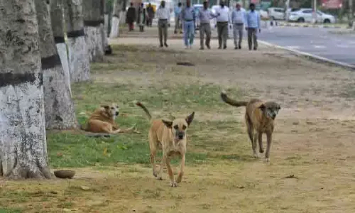Ludhiana: आवारा कुत्ते ने बुजुर्ग महिला पर हमला किया, चेहरे पर गंभीर चोटें आईं