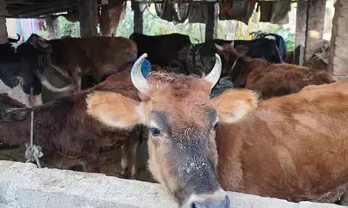 नगरपालिका दिन में झुग्गीवासियों को बेदखल करती