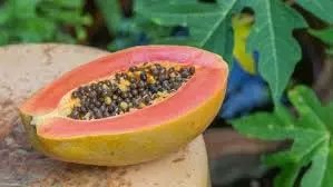 Benefits of Papaya: सुबह खाली पेट पपीता खाने से मिलते हैं कमाल के फायदे, जानें सही तरीका Benefits of Papaya: सुबह खाली पेट पपीता खाने से मिलते हैं कमाल के फायदे, जानें सही तरीका