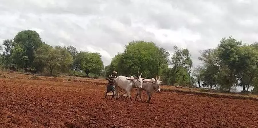 बारिश की कमी: धीमी कृषि गतिविधि बारिश की कमी: धीमी कृषि गतिविधि