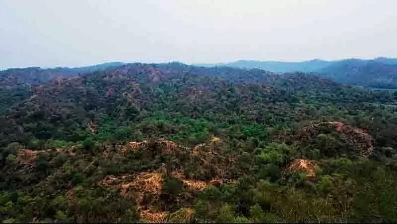 NGT के आदेश के बाद, सरकार शहरी क्षेत्रों में पेड़ों की कटाई के खिलाफ कानून लाएगी NGT के आदेश के बाद, सरकार शहरी क्षेत्रों में पेड़ों की कटाई के खिलाफ कानून लाएगी