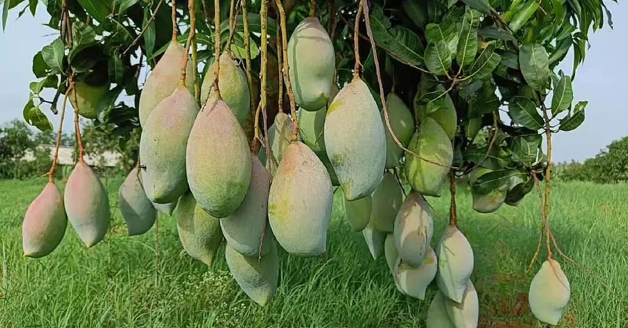 किसानों के लिए बंपर फसल; प्रति एकड़ 40 क्विंटल की खरीद किसानों के लिए बंपर फसल; प्रति एकड़ 40 क्विंटल की खरीद