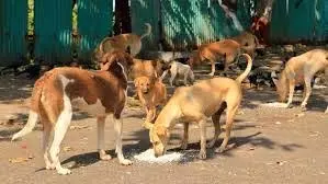 उपनगरों में आवारा कुत्तों का आतंक, सुबह टहलने वालों में चिंता उपनगरों में आवारा कुत्तों का आतंक, सुबह टहलने वालों में चिंता