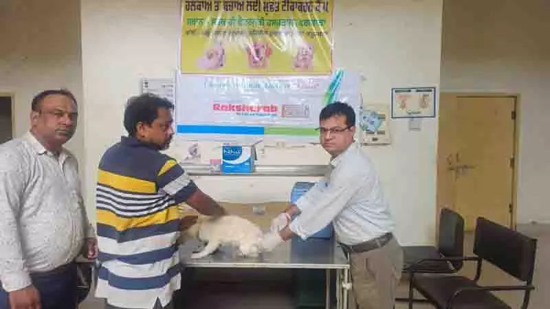 Phagwara पशु चिकित्सालय में स्टाफ की कमी से कामकाज प्रभावित Phagwara पशु चिकित्सालय में स्टाफ की कमी से कामकाज प्रभावित