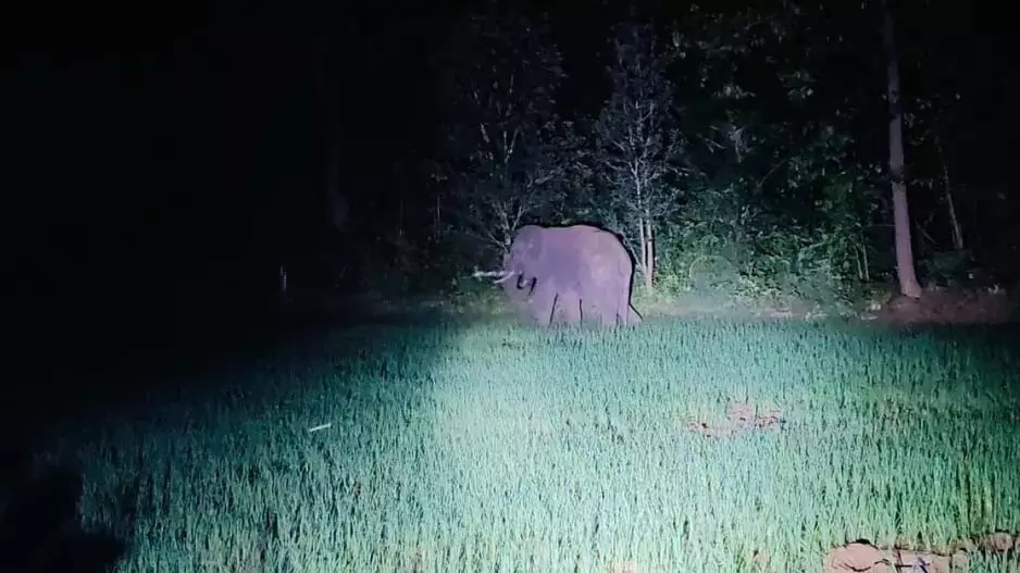 Odisha : सुंदरगढ़ में टस्कर का उत्पात, खेतों में मचाई तबाही Odisha : सुंदरगढ़ में टस्कर का उत्पात, खेतों में मचाई तबाही