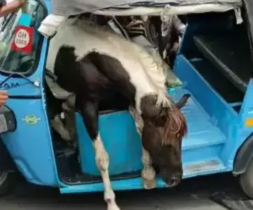 Jabalpur: सड़क पर झगड़े के दौरान घोड़ा चलती ऑटो में घुसा, तीन घायल Jabalpur: सड़क पर झगड़े के दौरान घोड़ा चलती ऑटो में घुसा, तीन घायल