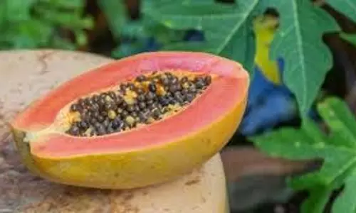 Benefits of Papaya: सुबह खाली पेट पपीता खाने से मिलते हैं कमाल के फायदे, जानें सही तरीका Benefits of Papaya: सुबह खाली पेट पपीता खाने से मिलते हैं कमाल के फायदे, जानें सही तरीका