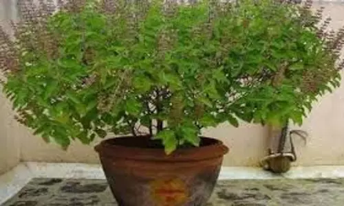 Hariyali Amavasya 2025:  हरियाली अमावस्या पर कौन से पेड़-पौधे लगाना  होता है  शुभ