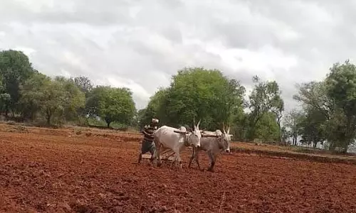 बारिश की कमी: धीमी कृषि गतिविधि