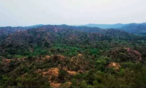 NGT के आदेश के बाद, सरकार शहरी क्षेत्रों में पेड़ों की कटाई के खिलाफ कानून लाएगी