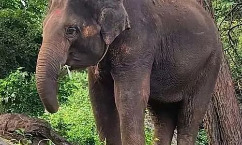 Karnataka : बन्नेरघट्टा से चार हाथी जापान जाएंगे Karnataka : बन्नेरघट्टा से चार हाथी जापान जाएंगे