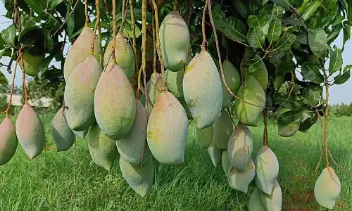 किसानों के लिए बंपर फसल; प्रति एकड़ 40 क्विंटल की खरीद किसानों के लिए बंपर फसल; प्रति एकड़ 40 क्विंटल की खरीद
