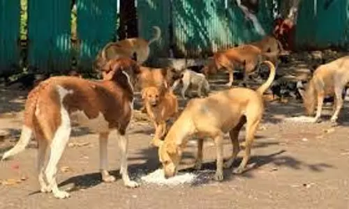 उपनगरों में आवारा कुत्तों का आतंक, सुबह टहलने वालों में चिंता
