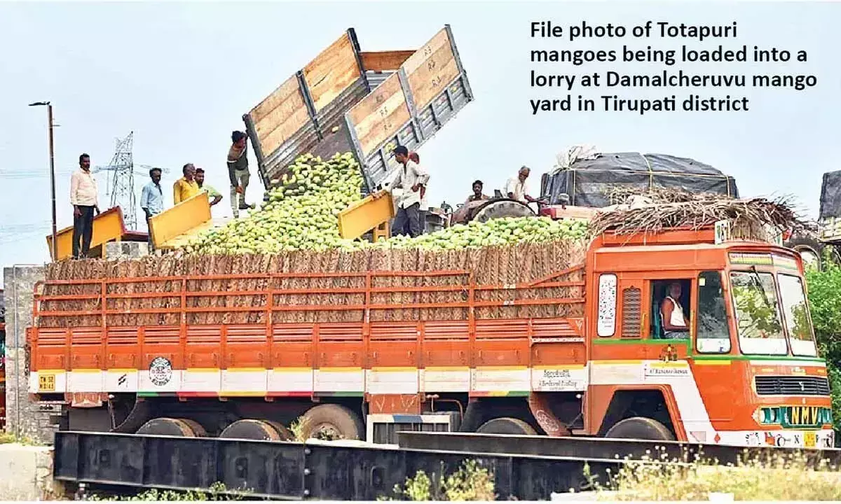 Andhra: तोतापुरी आम किसानों को केंद्र और राज्य से 176 करोड़ रुपये की सब्सिडी मिलेगी Andhra: तोतापुरी आम किसानों को केंद्र और राज्य से 176 करोड़ रुपये की सब्सिडी मिलेगी