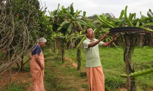 पलक्कड़ के सेवानिवृत्त शिक्षक दंपत्ति ने स्थायी खेती में दूसरी पारी शुरू