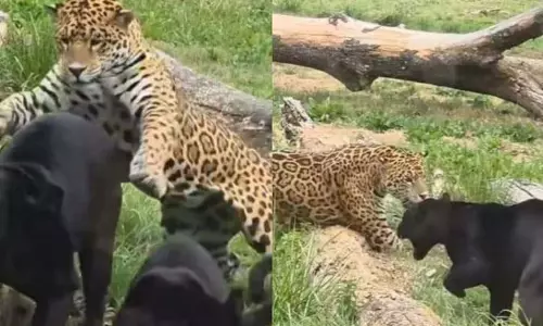 जंगल में जैगुआर और ब्लैक पैंथर की खतरनाक जंग, देखें VIDEO
