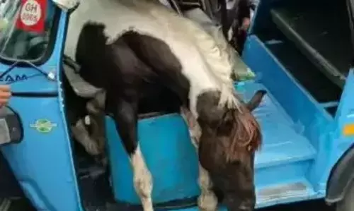 Jabalpur: सड़क पर झगड़े के दौरान घोड़ा चलती ऑटो में घुसा, तीन घायल
