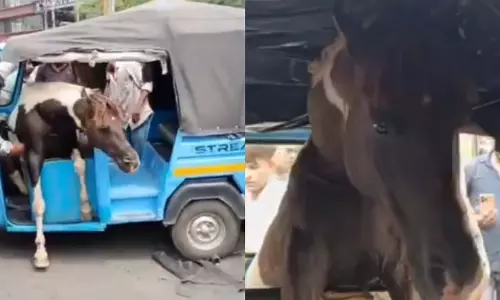 MP : जबलपुर में घोड़ों की लड़ाई से अफरा-तफरी, एक ऑटो-रिक्शा में फंसा