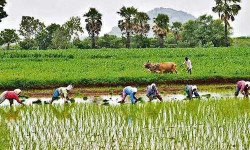 खरीफ सीजन पर संकट के बादल, यूरिया की कमी को लेकर राजनीति तेज खरीफ सीजन पर संकट के बादल, यूरिया की कमी को लेकर राजनीति तेज