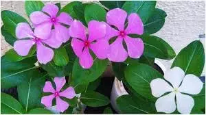 Sadabahar For Diabetes: क्या सदाबहार के पत्ते डायबिटीज को कंट्रोल कर सकते हैं, जानिए आयुर्वेदिक उपाय Sadabahar For Diabetes: क्या सदाबहार के पत्ते डायबिटीज को कंट्रोल कर सकते हैं, जानिए आयुर्वेदिक उपाय