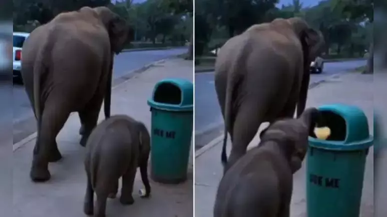 नन्हे हाथी ने कूड़ेदान का ऐसा किया इस्तेमाल, देखें वायरल VIDEO नन्हे हाथी ने कूड़ेदान का ऐसा किया इस्तेमाल, देखें वायरल VIDEO