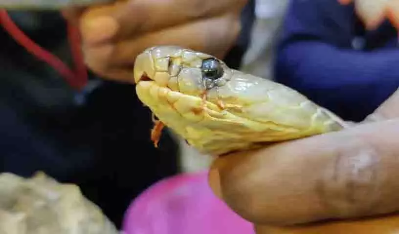 GHSPCA ने जनता से नाग पंचमी पर सांपों की रक्षा करने और क्रूरता से बचने का आग्रह किया GHSPCA ने जनता से नाग पंचमी पर सांपों की रक्षा करने और क्रूरता से बचने का आग्रह किया